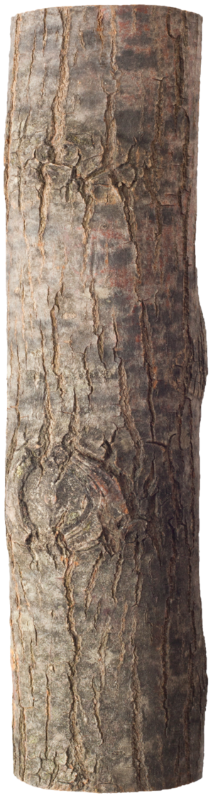 holz